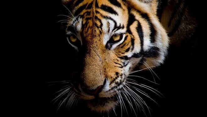 You must know about the cautionary tale of Tiger Global | Value Research